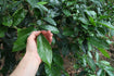 The Black Forest Tea