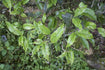 Phoenix single bush, the most complex oolong teas?
